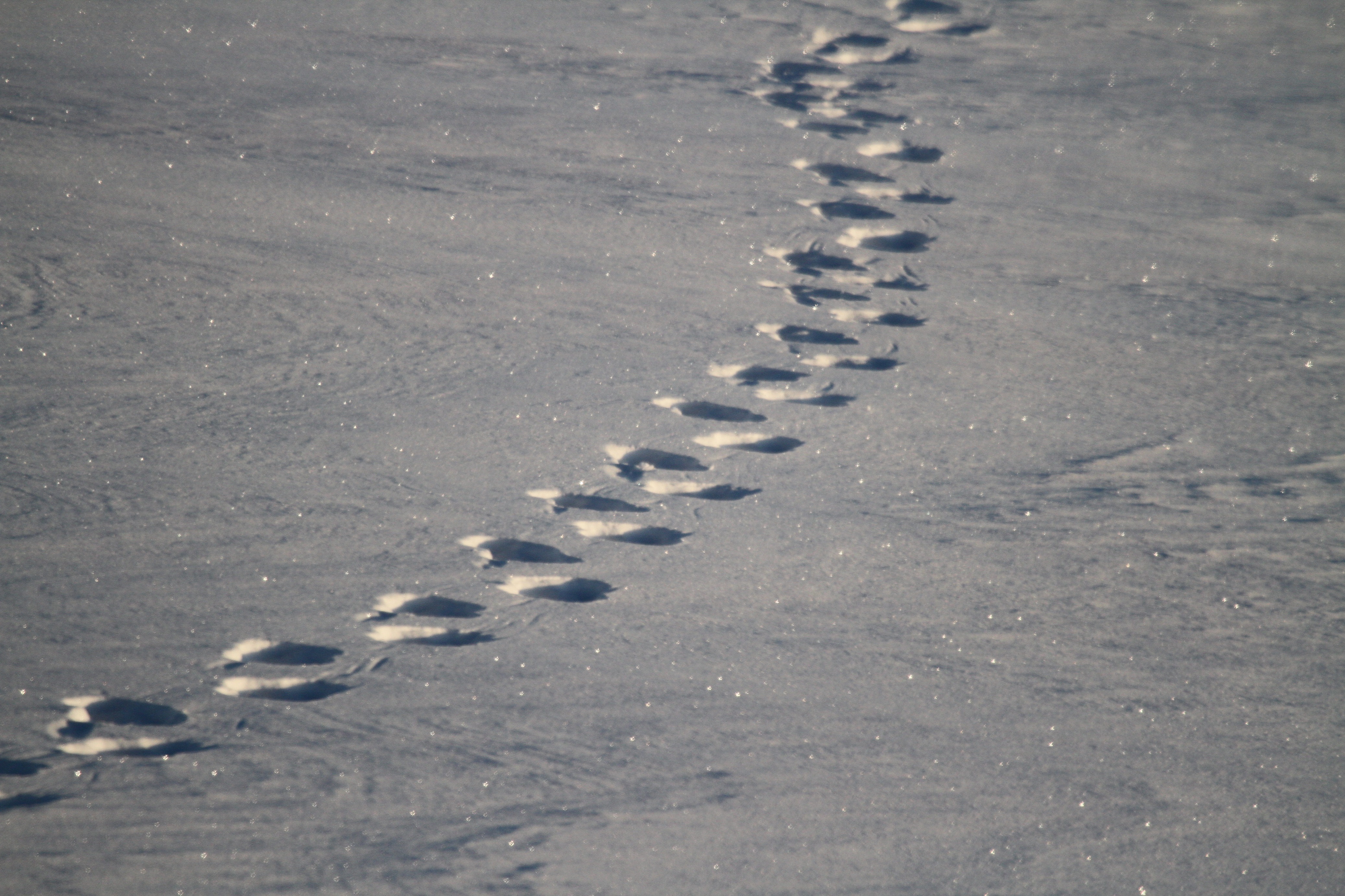 Churchill Polar Bear Adventure: Tundra & Town