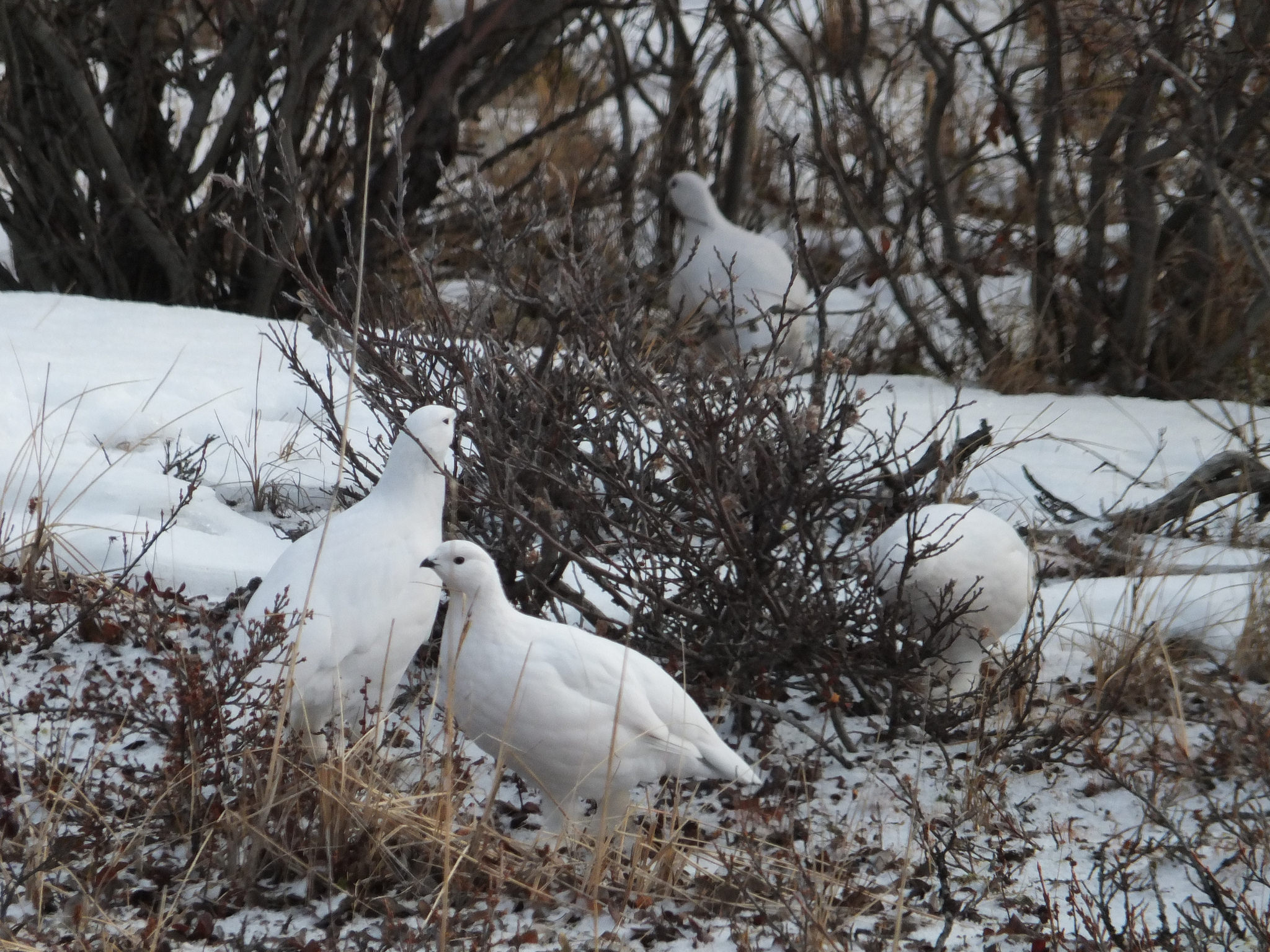 Ptarmigan in Churchill
