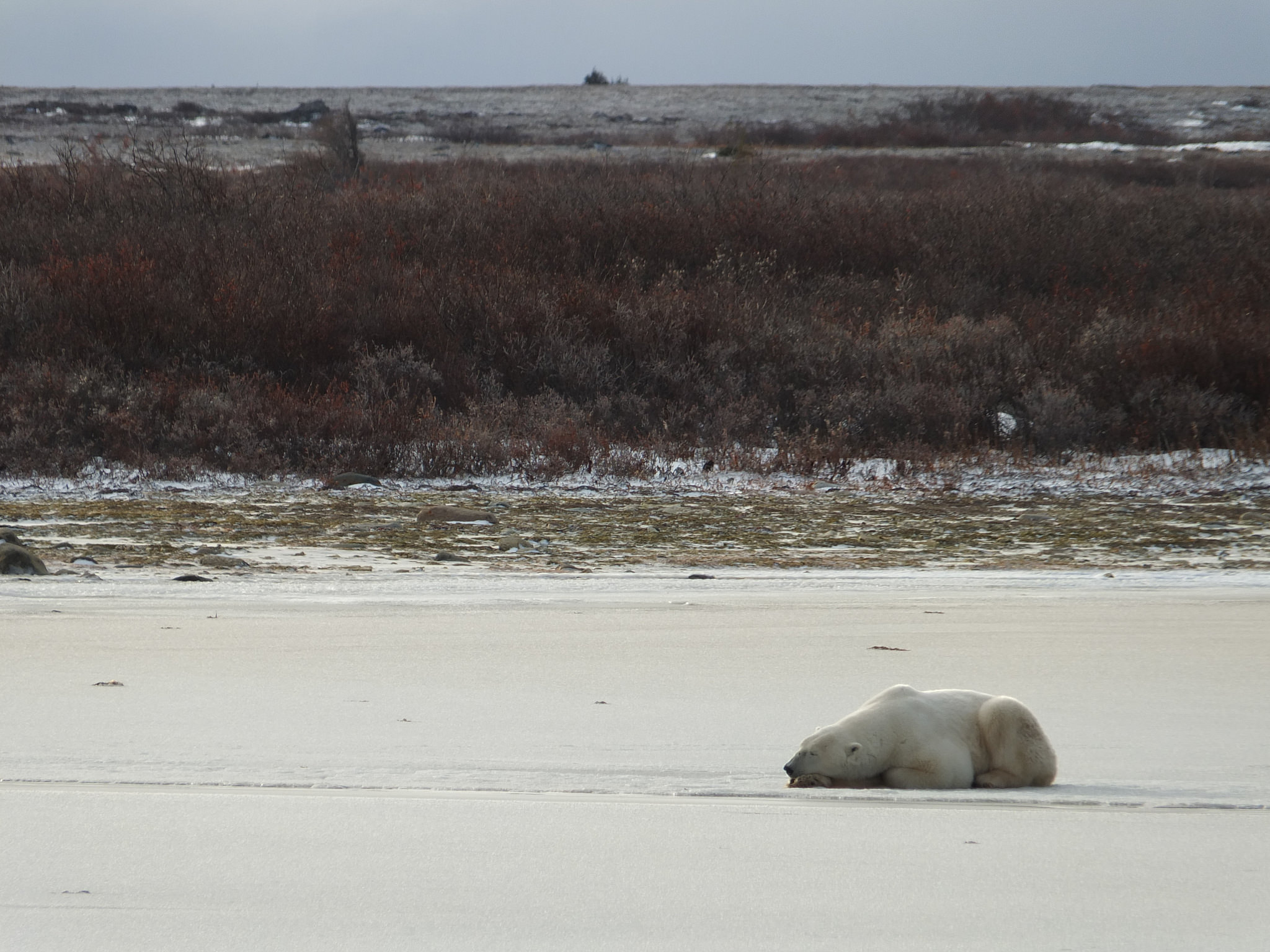 Bear on Beach