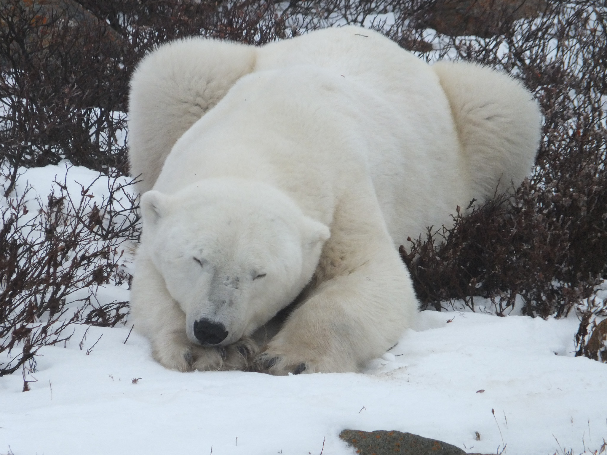 Polar Bear in Churchill