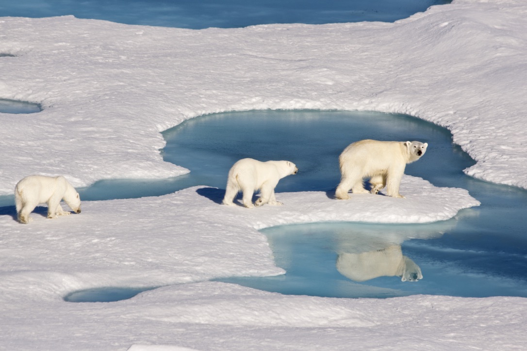 Northwest Passage Landing Sites Swoop Arctic