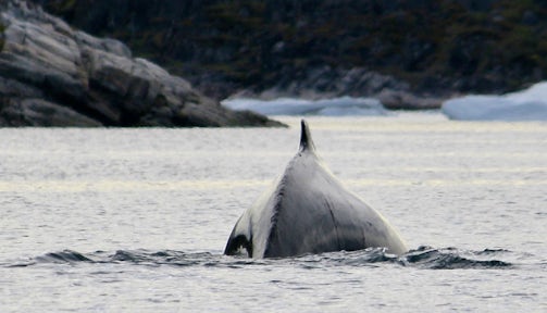 Humpback whale in Disko Bay, Greenland, the Arctic