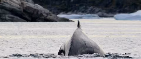 West Greenland: Disko Bay to Uummannaq by Small Ship