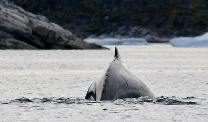 West Greenland: Disko Bay to Uummannaq by Small Ship