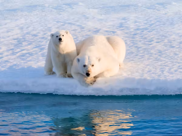 A mother and cub