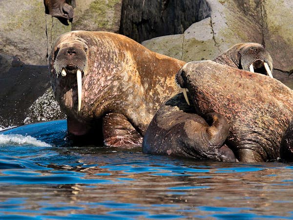 A walrus family