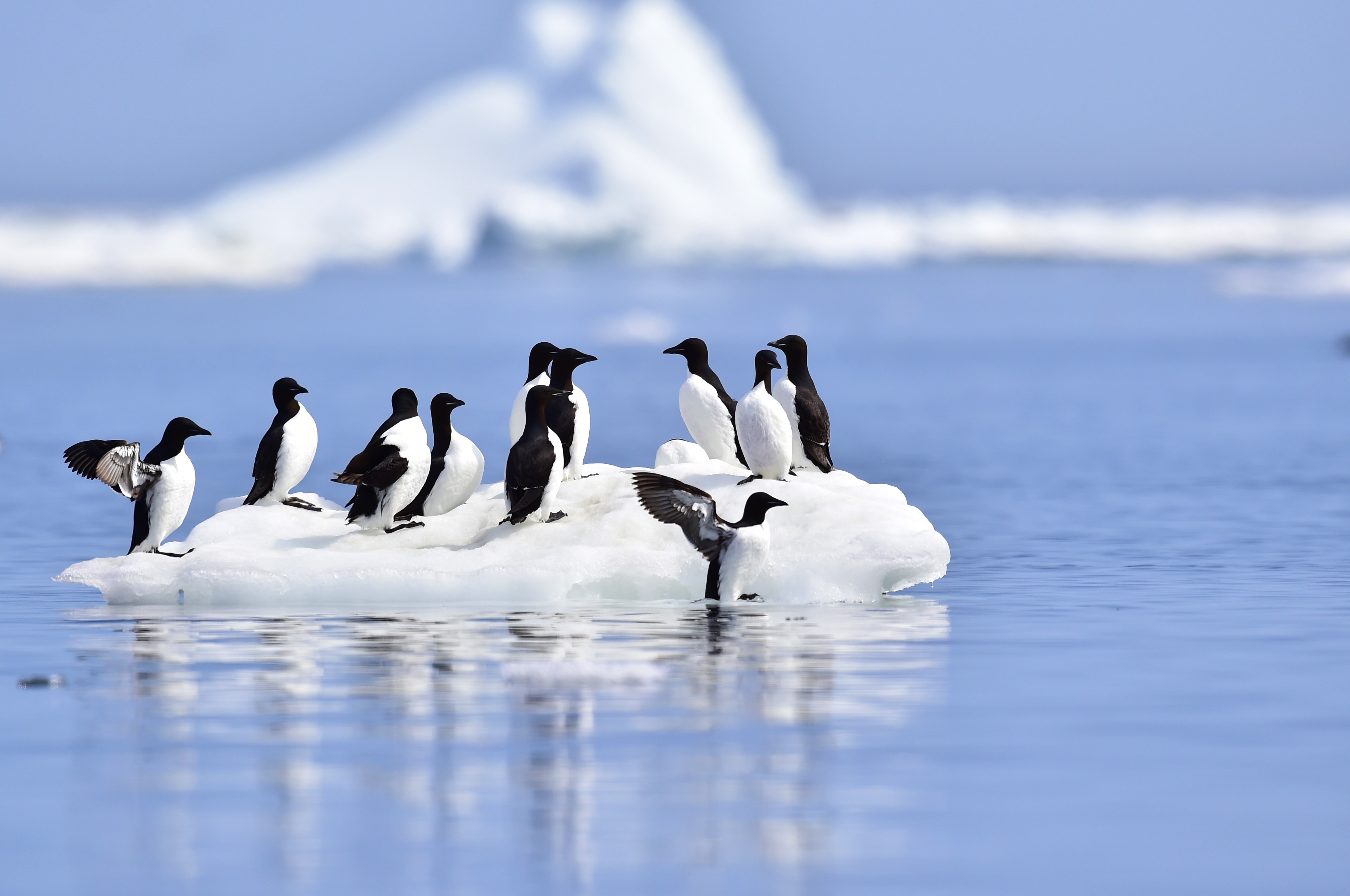 Canadian Arctic Wildlife