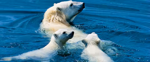 Arctic Wildlife Safari: Northwest Passage