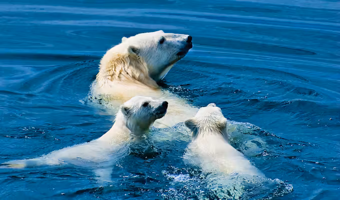 Arctic Wildlife Safari: Northwest Passage