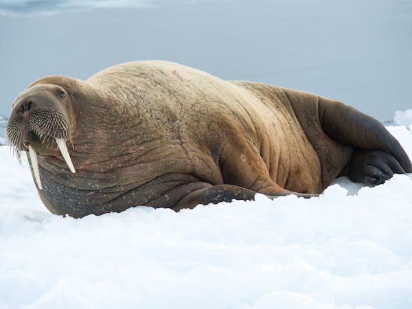 Relaxed walrus