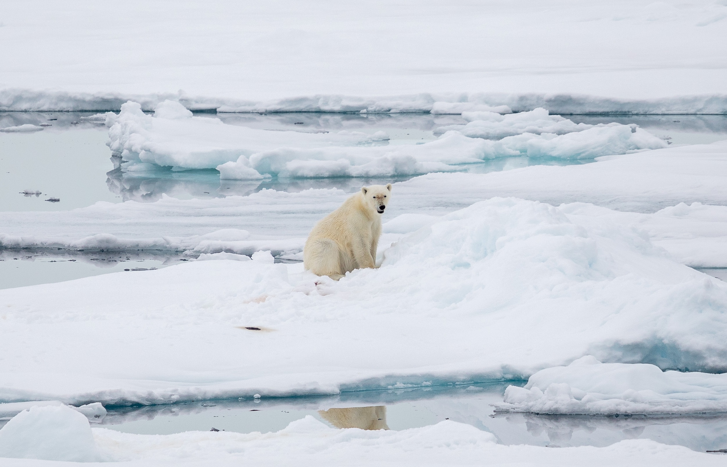 A polar bear on the ice in Svalbard