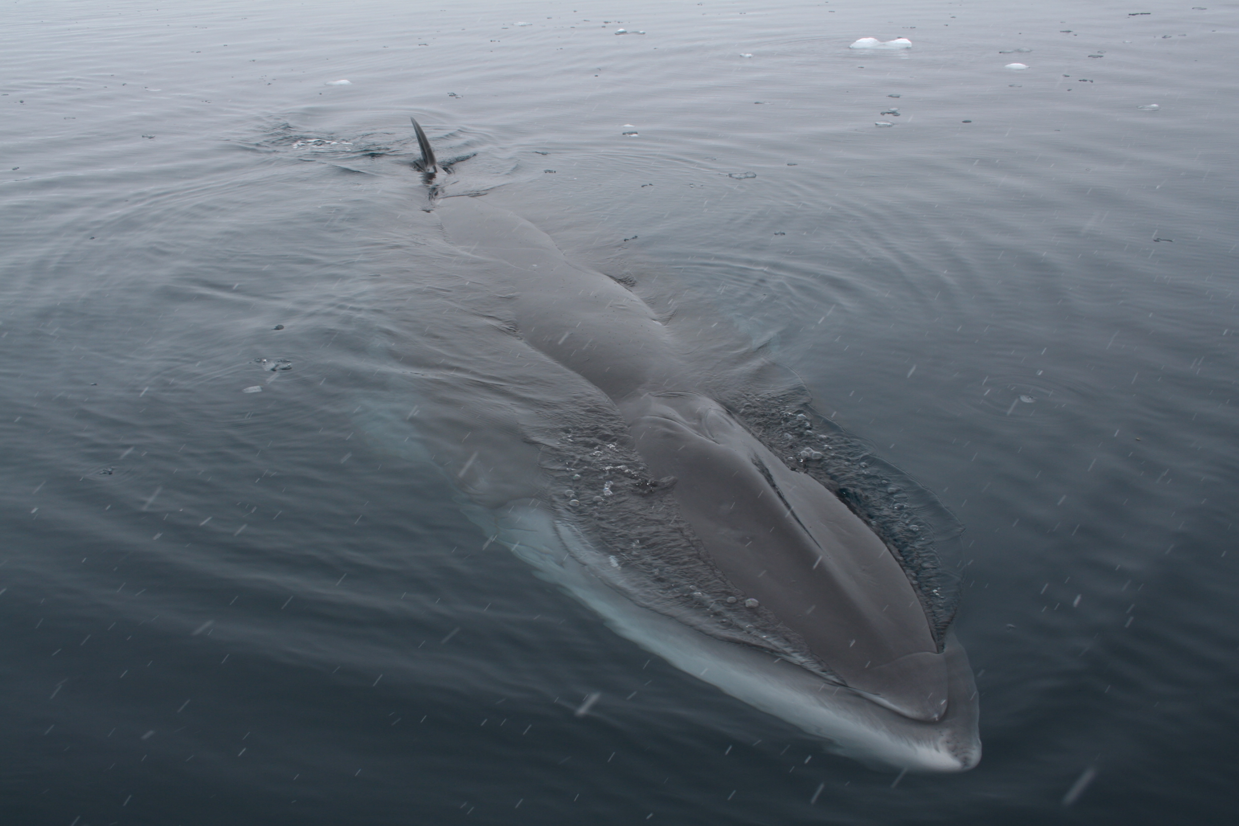 Minke whale