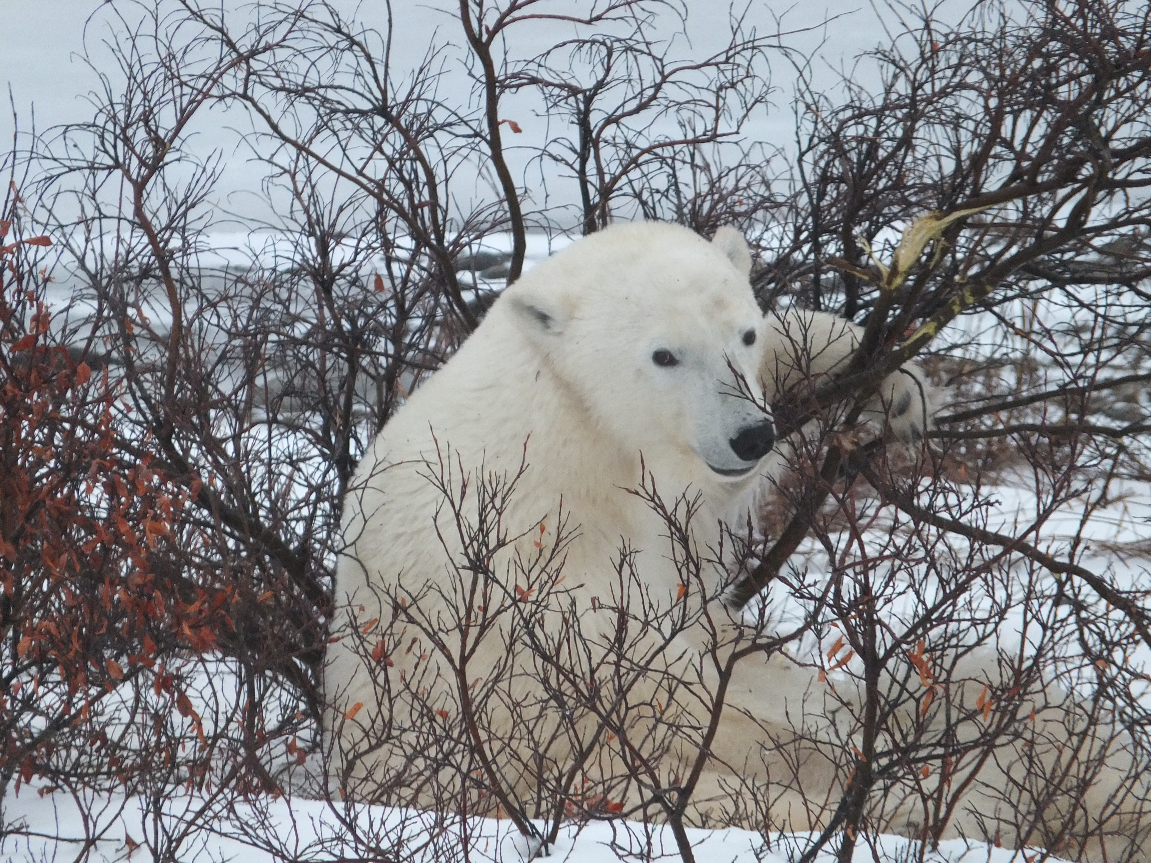 Classic Polar Bear Photographic Safari