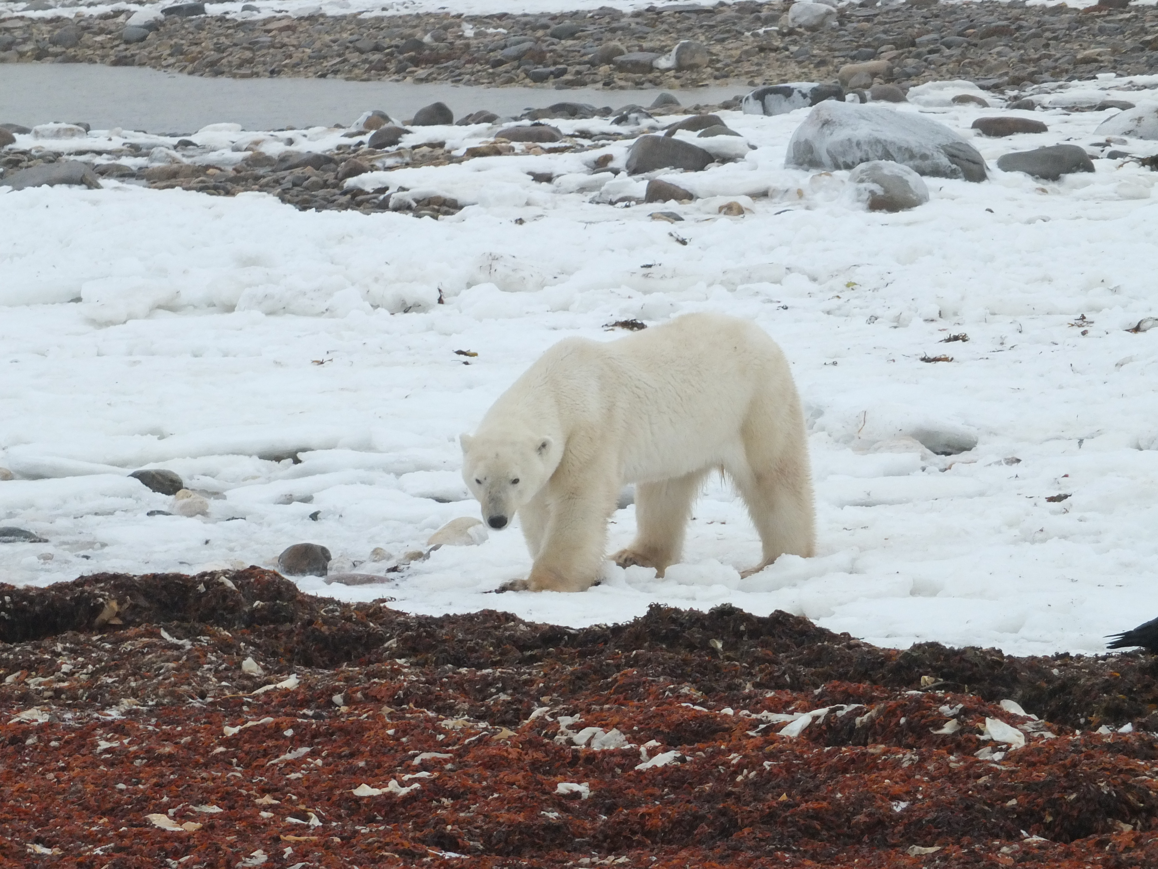 Wandering polar bear, Arctic