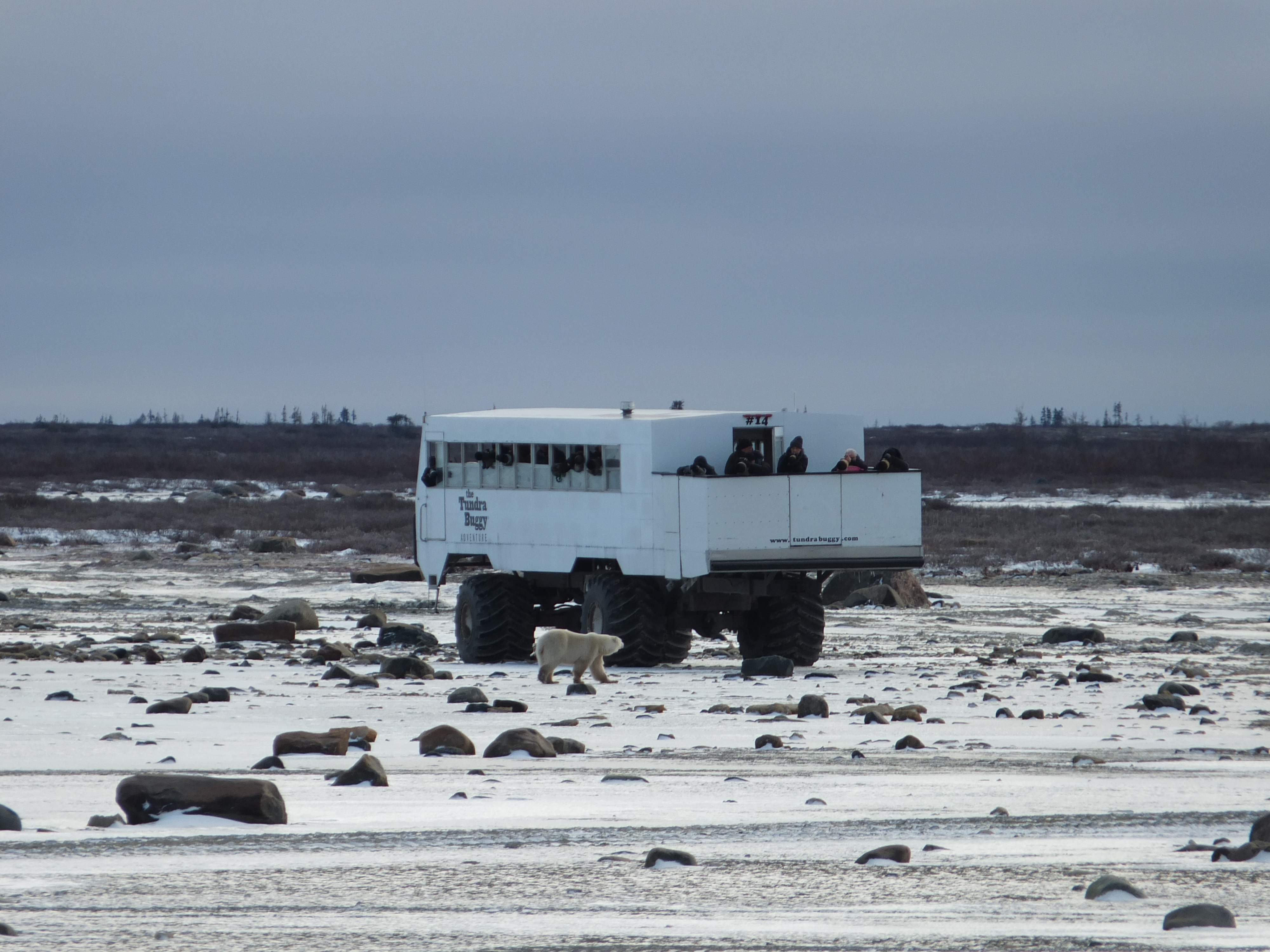 Ultimate Polar Bear & Arctic Safari