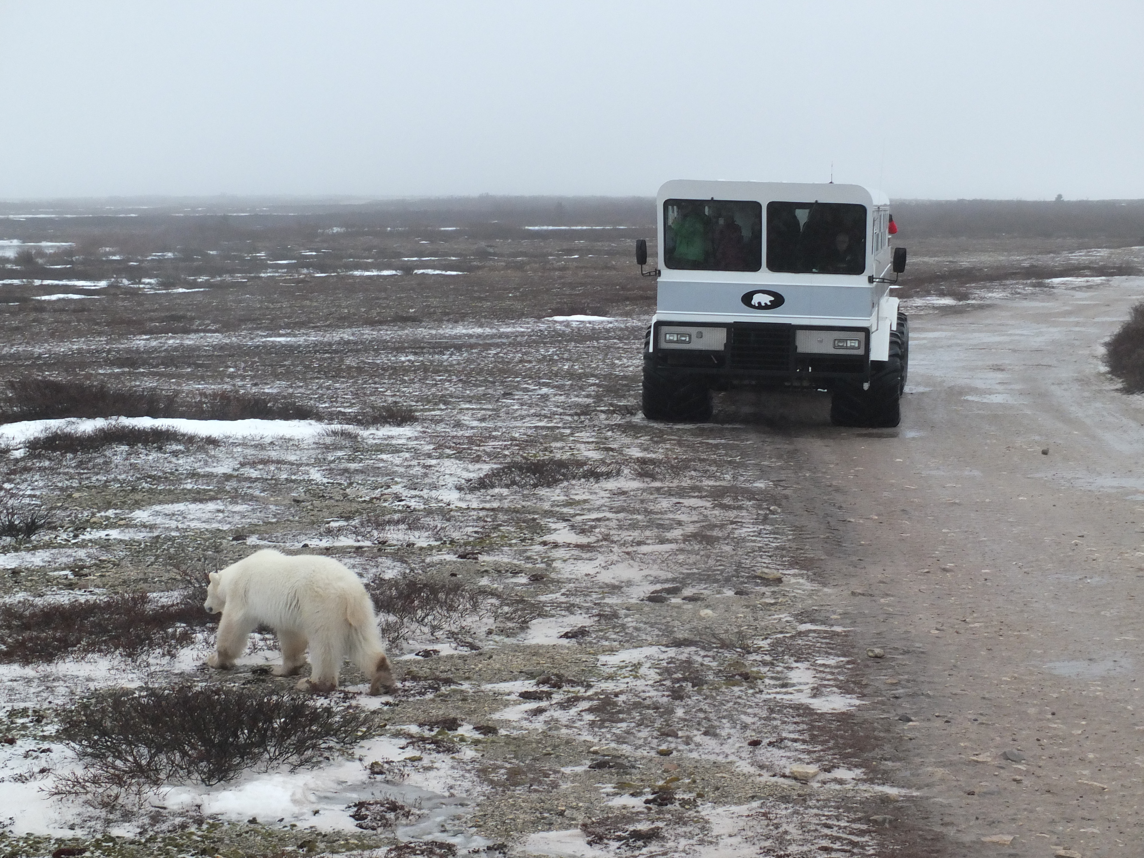Classic Polar Bear Photographic Safari