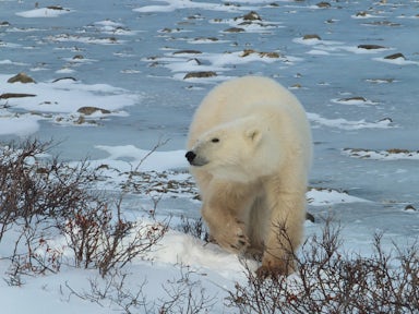 Polar Bear Tours