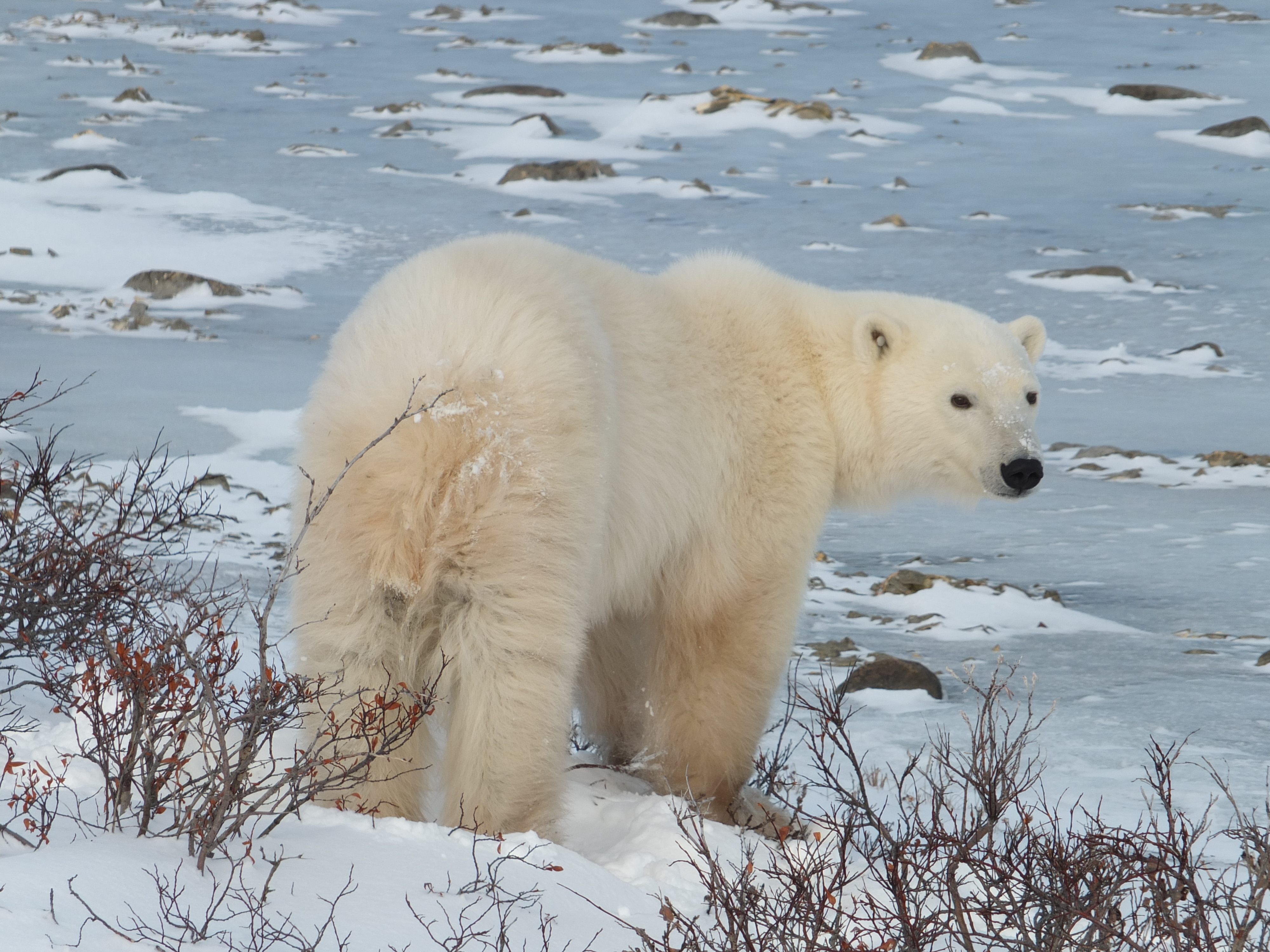 A polar bear in Churchill, Canadian Arctic