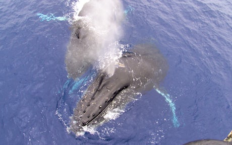 Arctic Animals & Wildlife