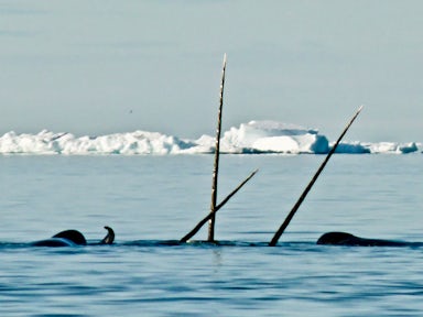 ARCK_4_BRIGGS_RTD_NARWHALSPIKES1