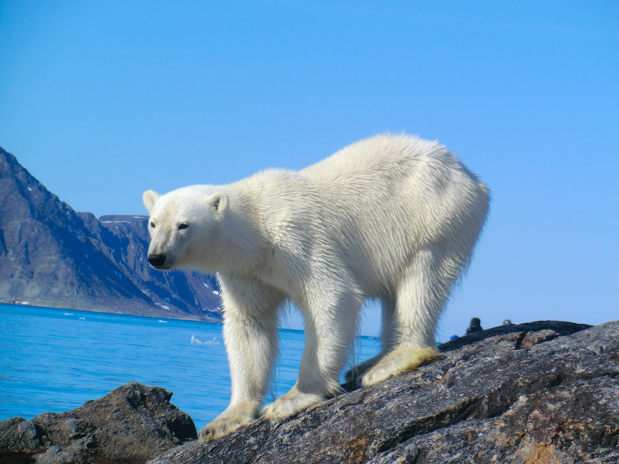 Polar bear sighting on Spitsbergen