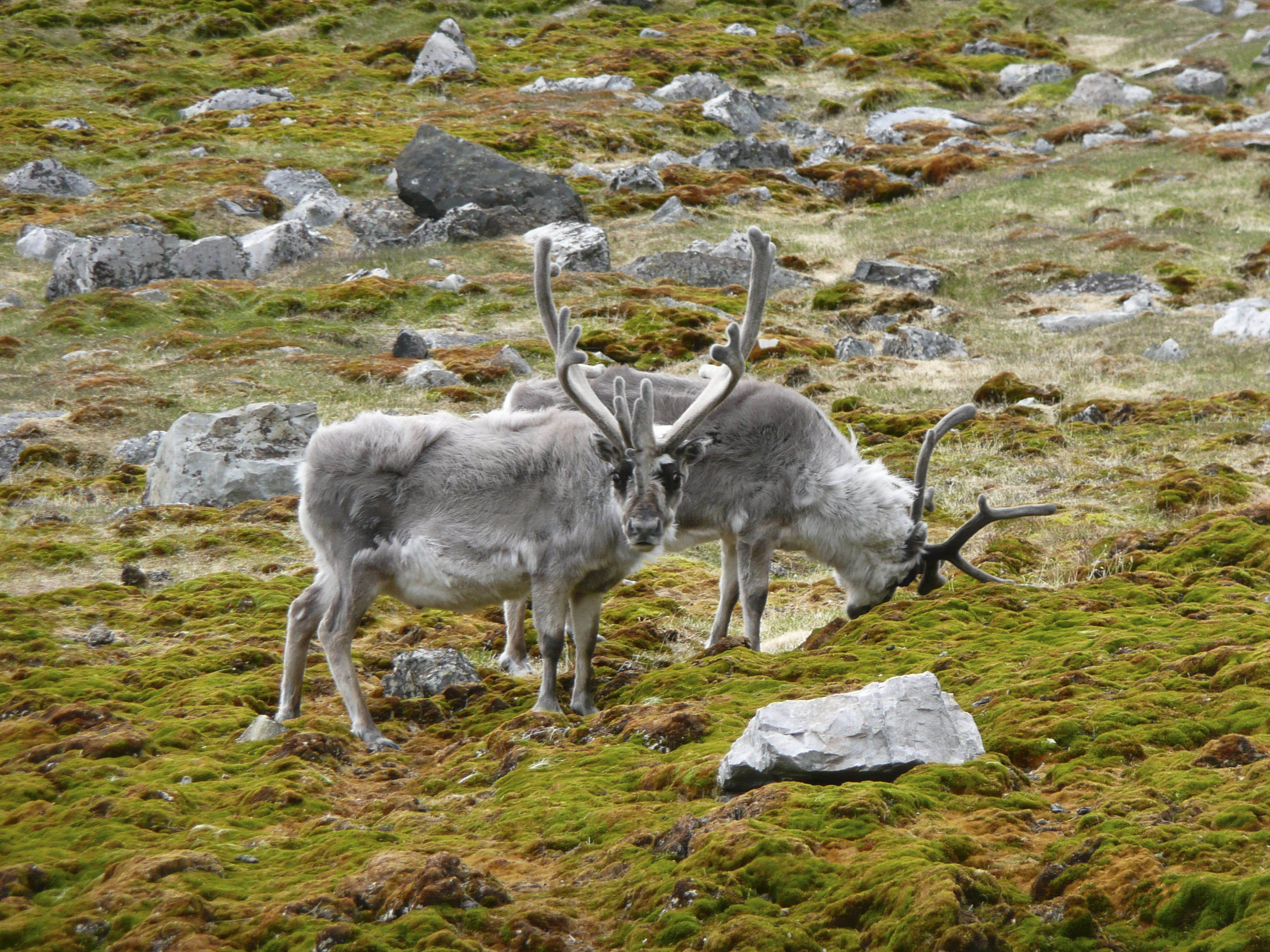 High Arctic Explorer: Svalbard, Greenland & Iceland