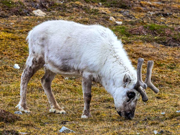 Reindeer grazing