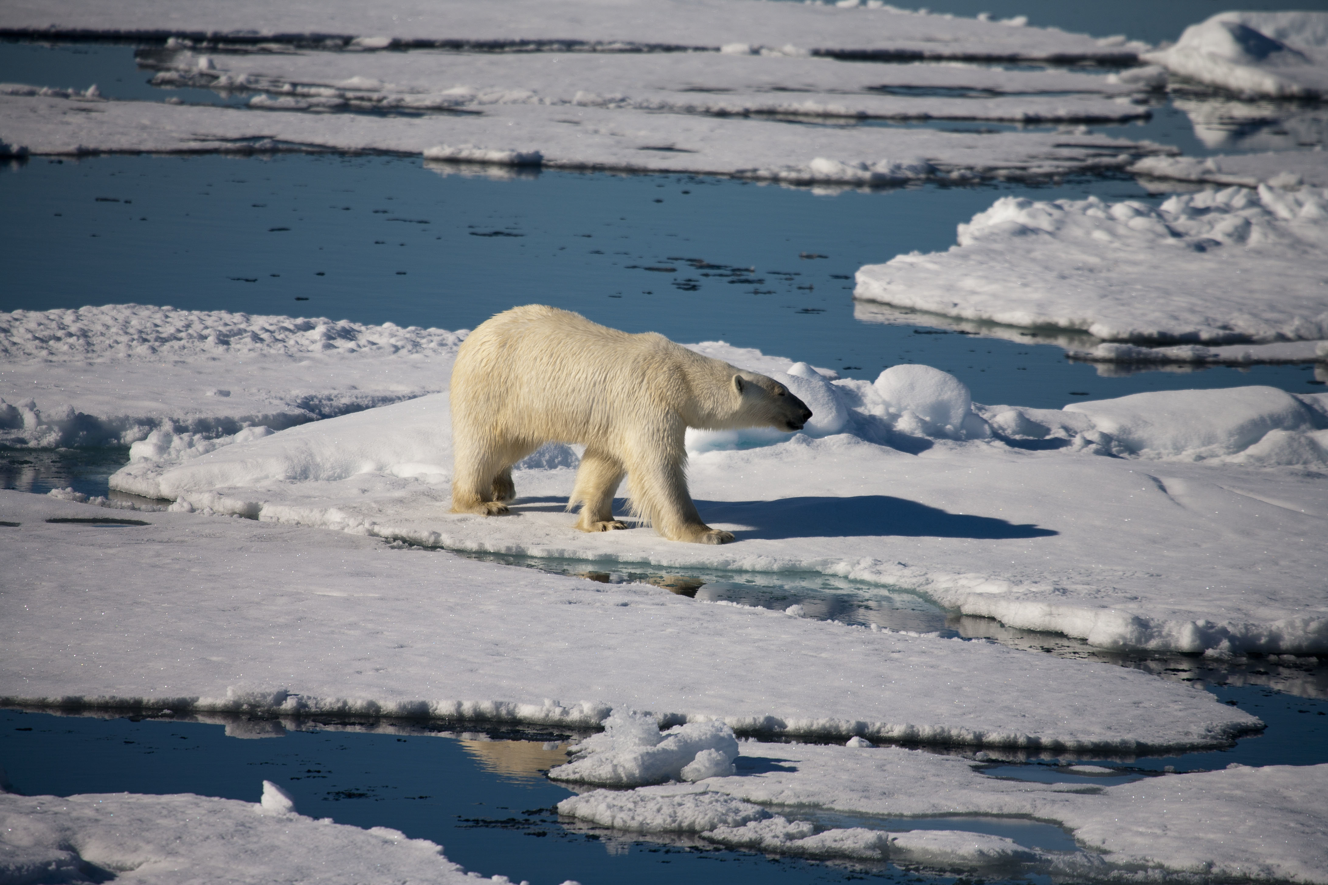 High Arctic Explorer: Svalbard, Greenland & Iceland