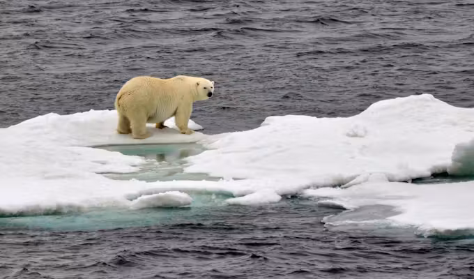 Wrangel Island Explorer