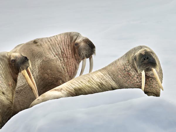 Walruses hauled out on the ice