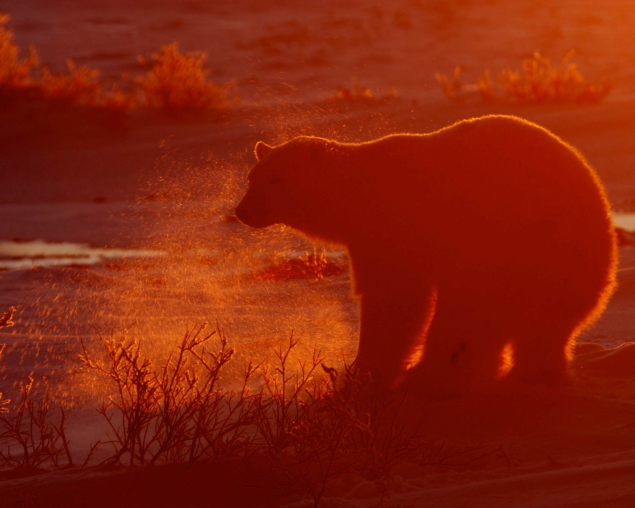 Classic Polar Bear Photographic Safari