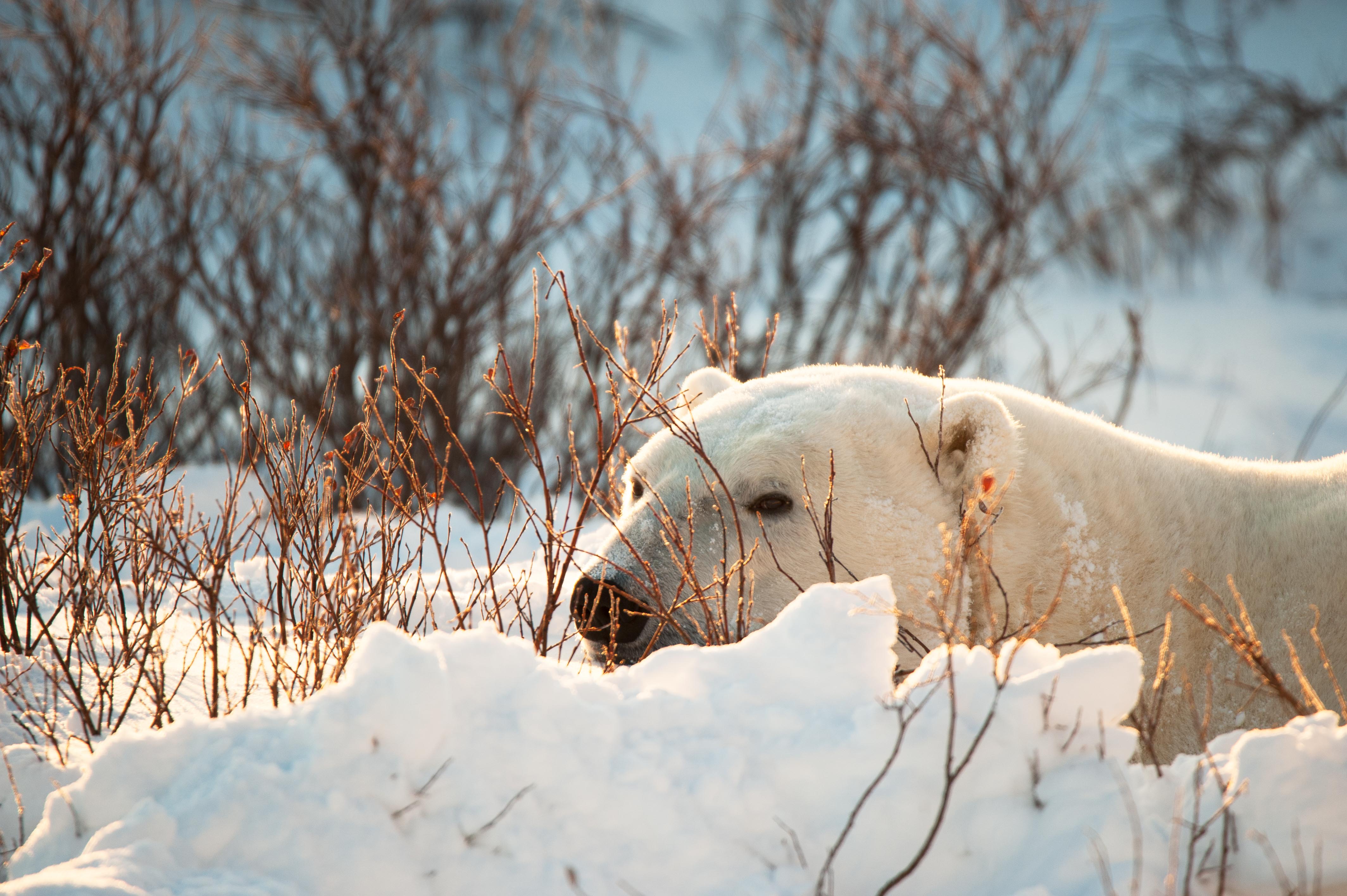 Places to visit in the Arctic