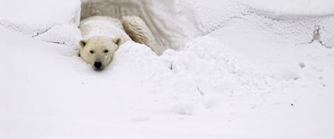 Classic Polar Bear Photographic Safari