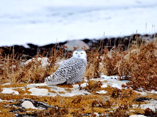 Snowy Owl © JP McCarthy