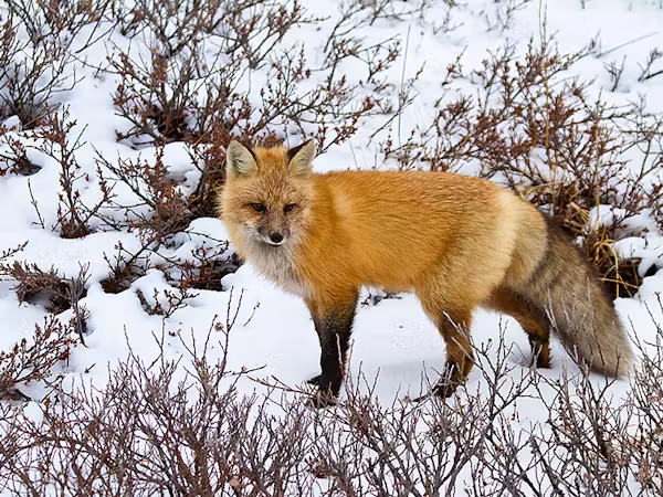 Red fox © Richard Day