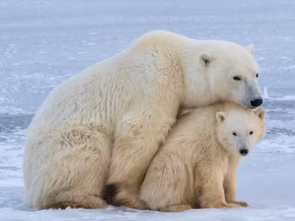 Polar bear and cub © Simon Gee
