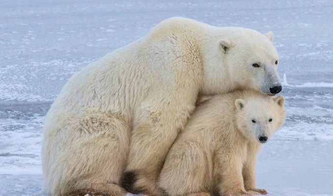 Introduction to Churchill's Bears