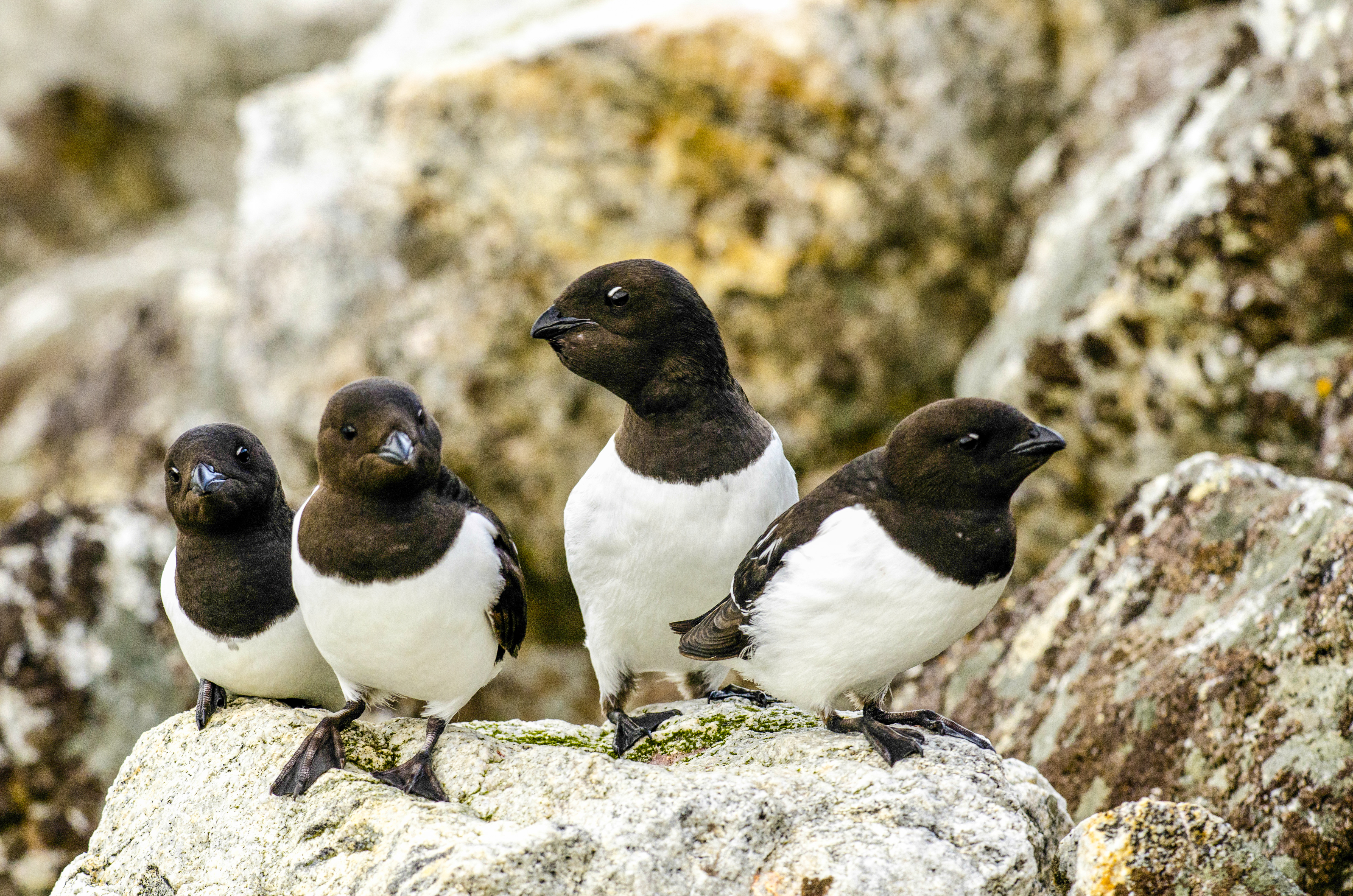 Little auks on Svalbard