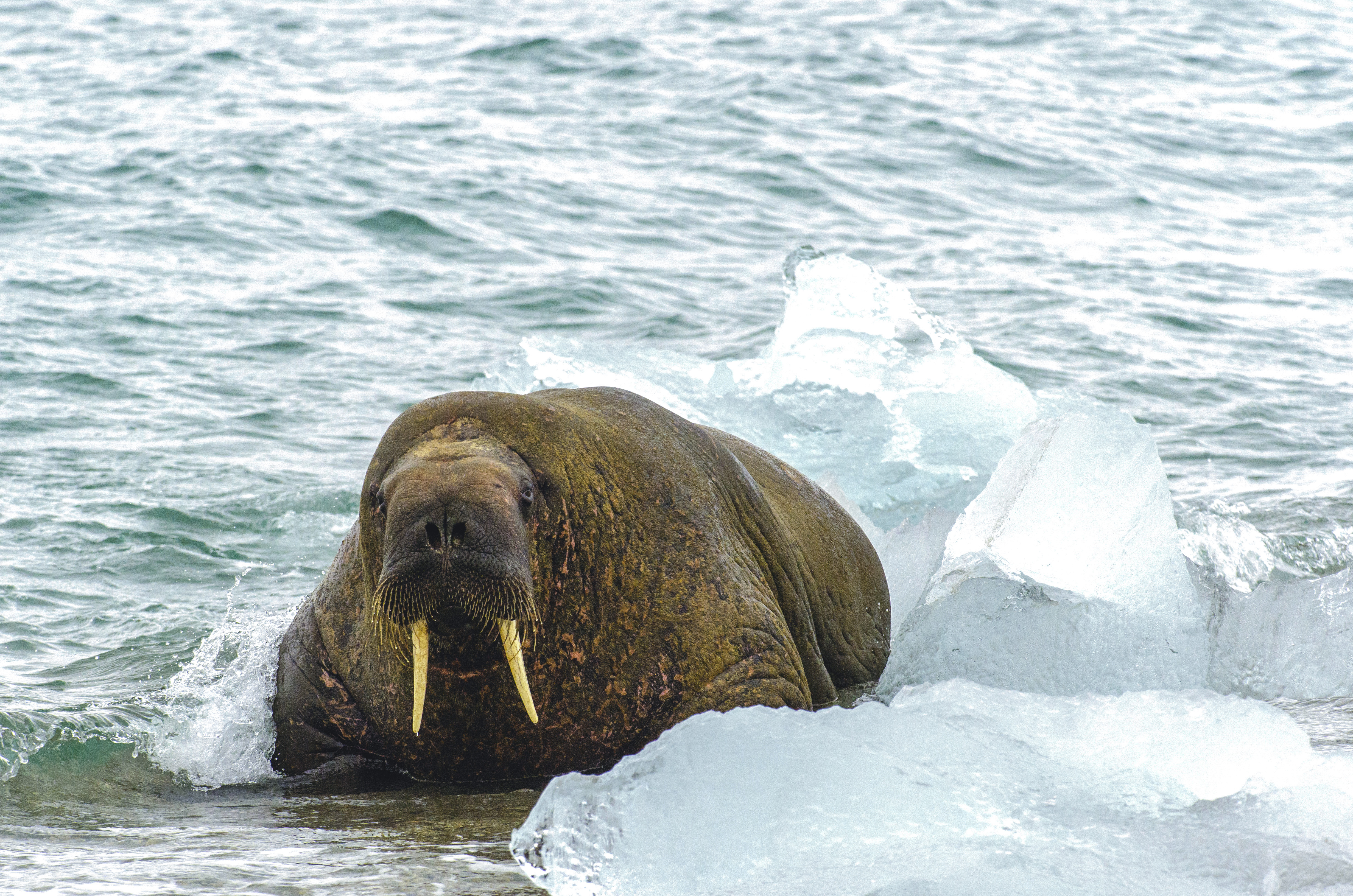 Expedition Svalbard In-Depth