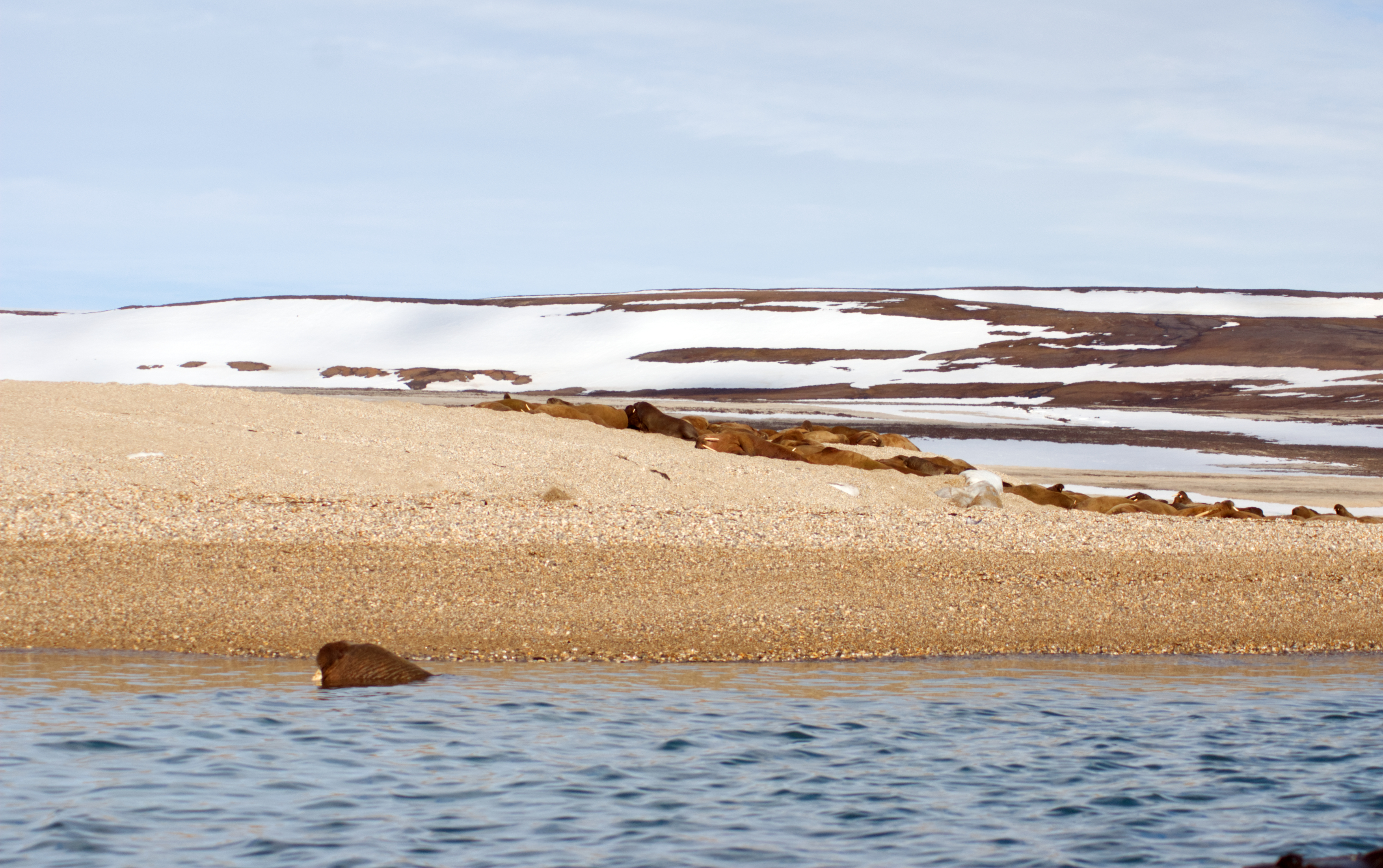Walrus at Torrellneset, Svalbard