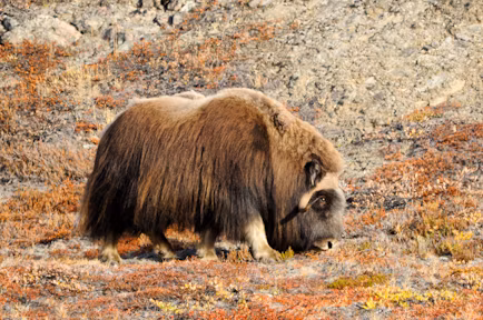 Arctic Animals & Wildlife
