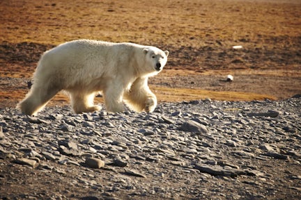 Russian Arctic Cruises