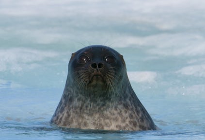 Ringed seal
