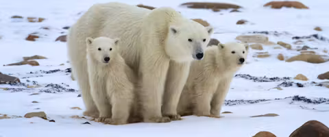 Ice Bear Tundra Lodge Adventure