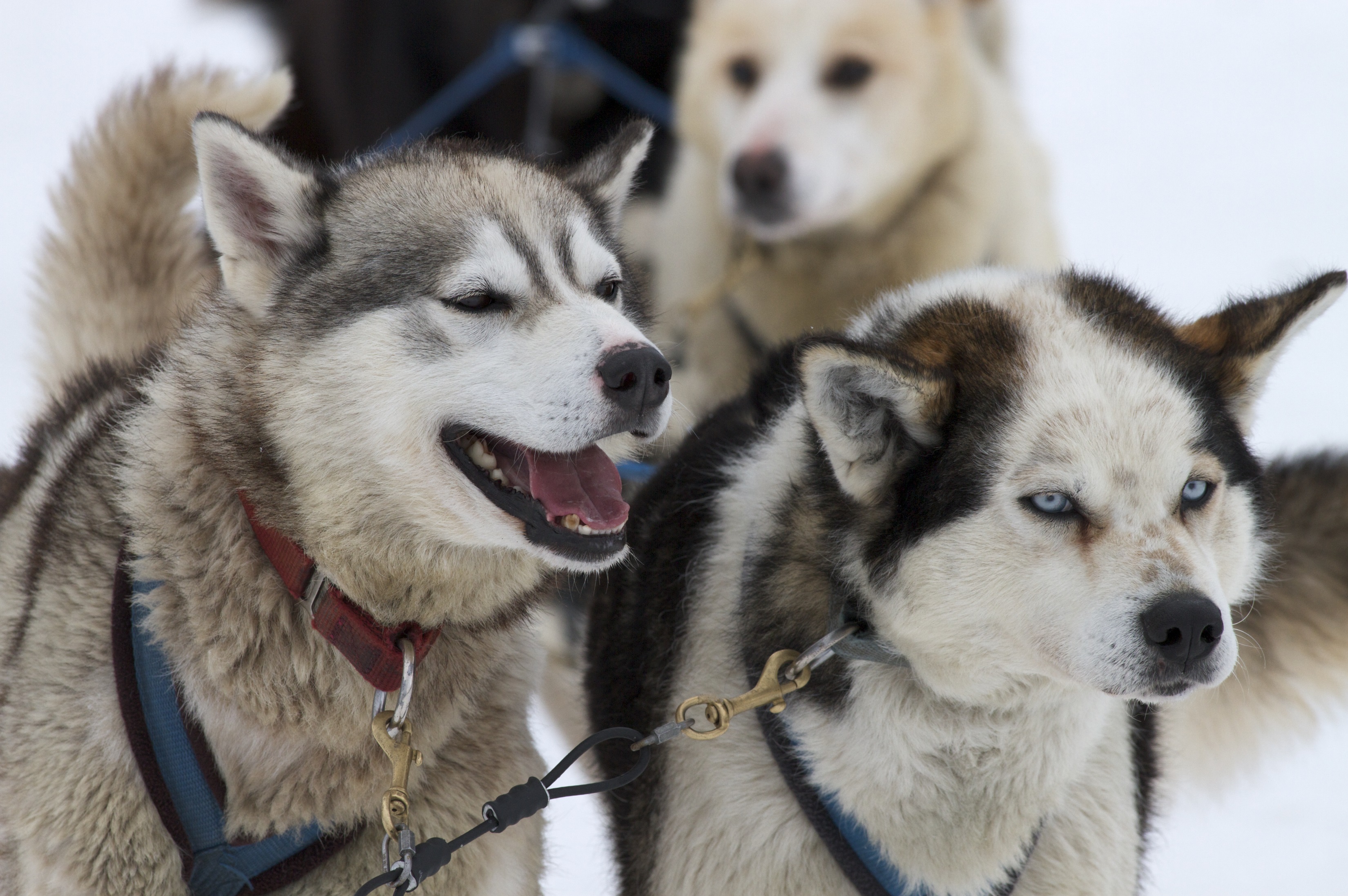Ice Bear Tundra Lodge Adventure