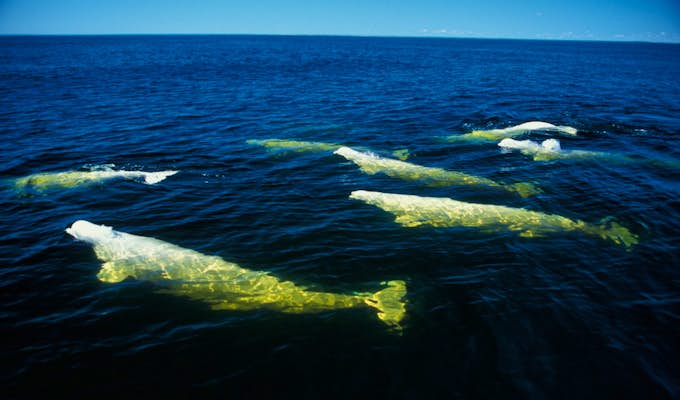 Hudson Bay Beluga Safari