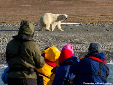 Polar Bear Tours