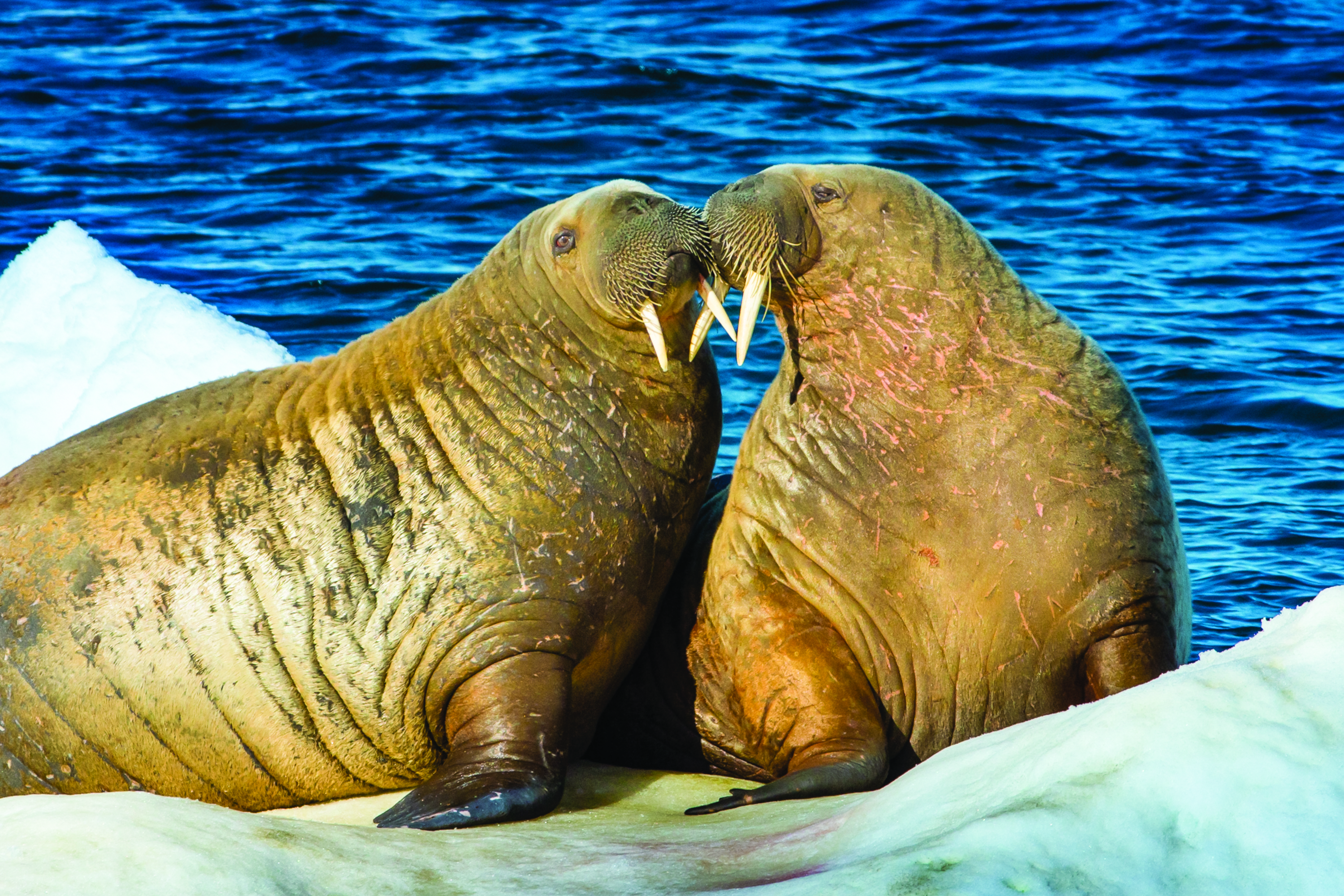 Walrus hauled out on the ice, Nunavut, Canada