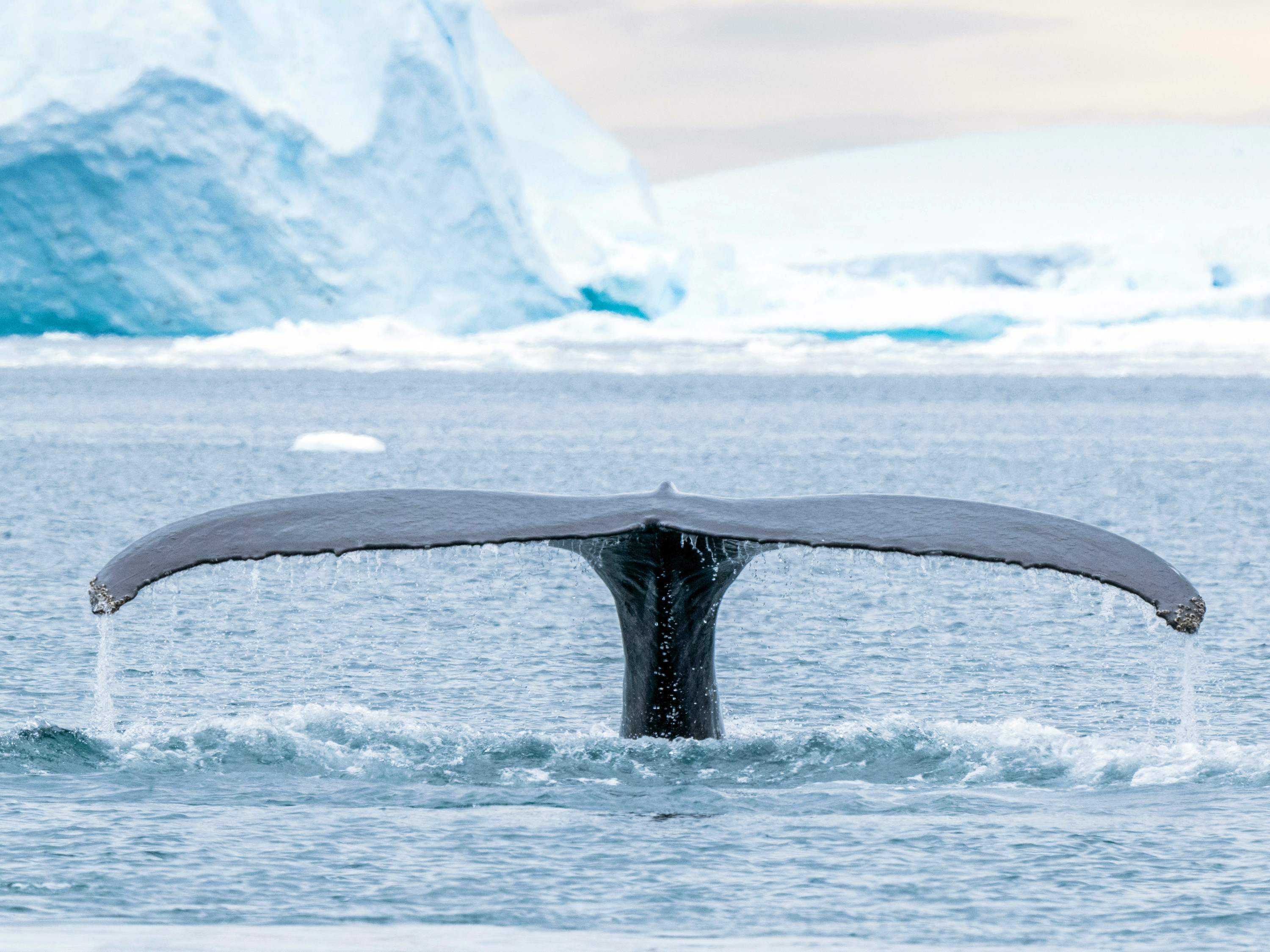Whale fluke, Greenland