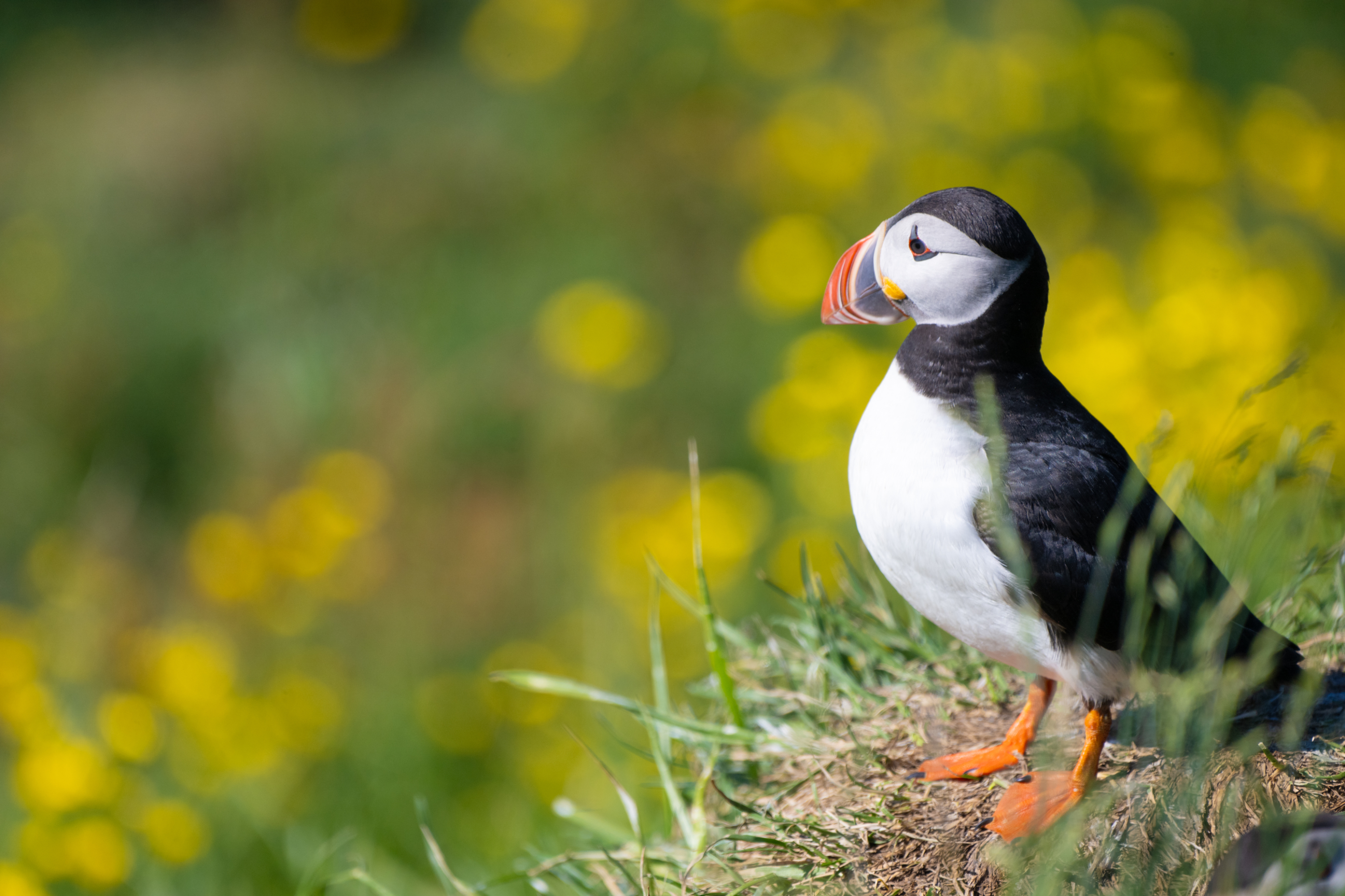 Atlantic puffin, Westfjords, Iceland